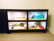 Indoor Guinea Pig Enclosure with lights!  1 of 1 Converted Ikea Unit 120x42x74cm