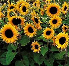 Little Dorrit Sunflower Seeds 