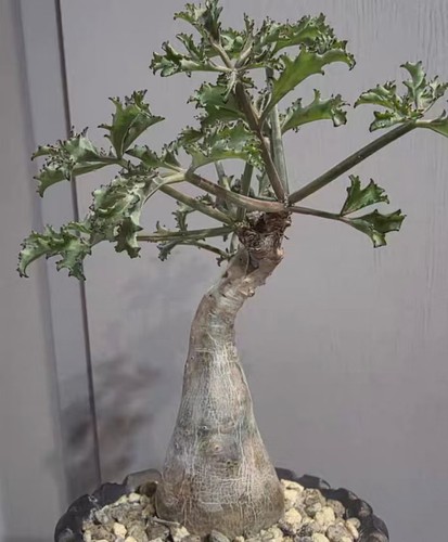 5cm cyphostemma betiforme - 4.5cm,