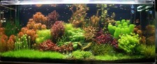 Live Aquarium Plant - Mixed