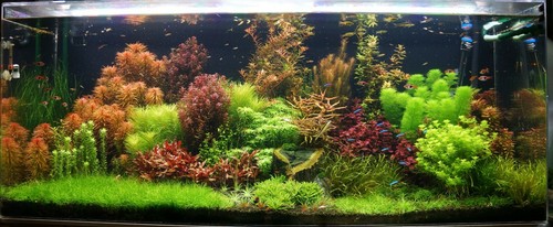 Live aquarium plant - aquarium, mixed
