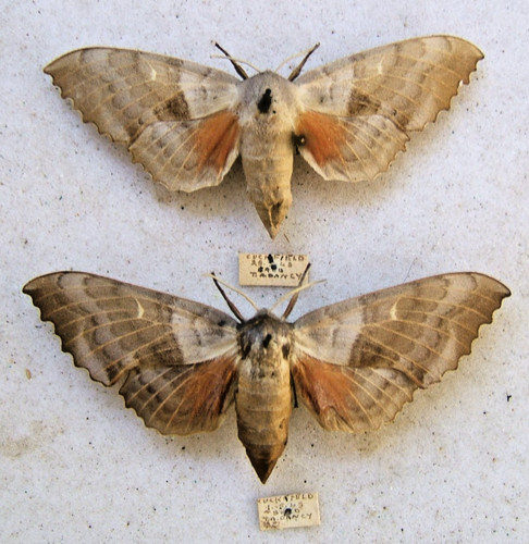 Poplar hawk populi - hawk, l.