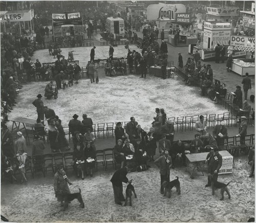 Crufts dog show olympia london - crufts,