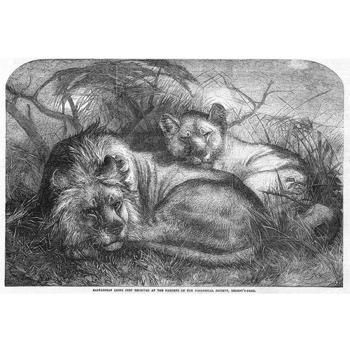 Animals babylonian lions - babylonian,