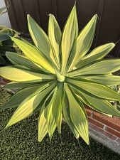 Agave Attenuate Variegated 