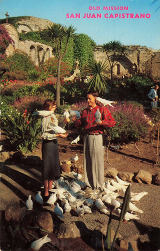 Postcard feeding white king - postcard,