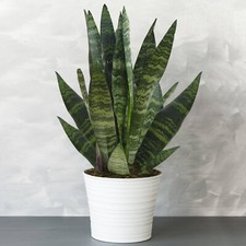 Premium Sansevieria Black