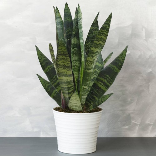 Premium sansevieria black - sansevieria,