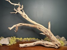 Large 24” Manzanita
