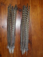 30 COCK PHEASANT TAIL FEATHERS