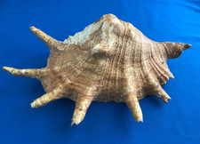 Large Natural Ocean Conch Lambis / Giant Spider 7-Finger Sea Shell