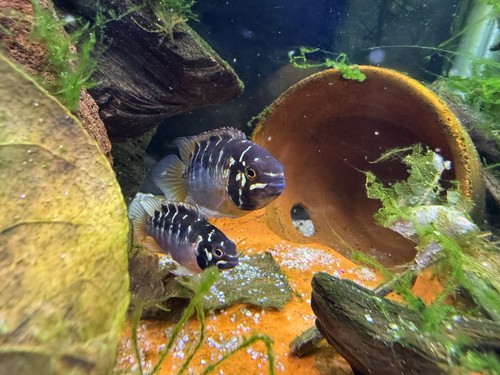 Male and female pair of - and,