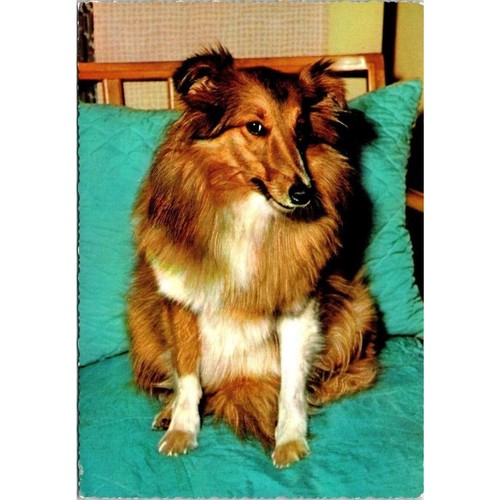 Sheltie shetland sheepdog - sheltie,