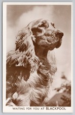 Blackpool RPPC Real Photo Postcard Beautiful Cocker Spaniel Dog c1930s VGC