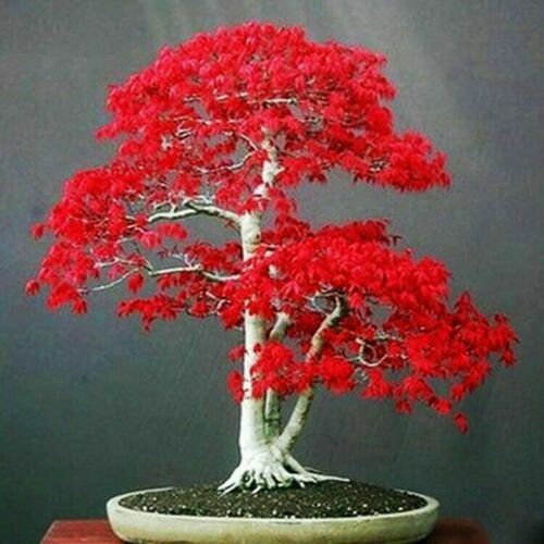 Seeds japanesered maple - japanesered,