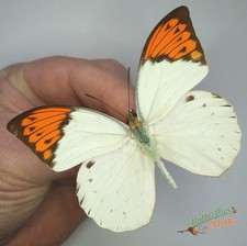 Hebomoia Glaucippe Giant