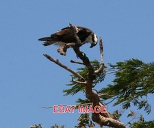 PHOTO  OSPREY BIRDS OF COSTA