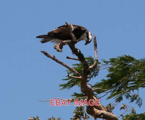 Photo osprey birds - osprey, costa