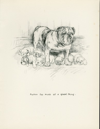 Bulldog mother and pups - bulldog,