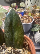 ZZ Plant Burgundy’ Rare