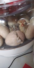 8 SILVER  Appleyard Duck