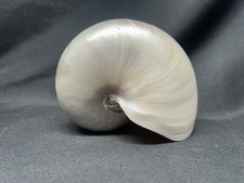 Large Pearlized Nautilus