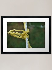 Knots on the line Framed Art