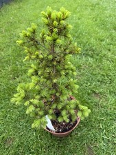 Abies nordmanniana, the