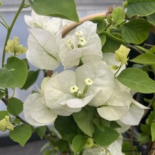 Bougainvillea White 60cm