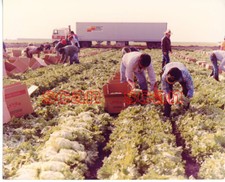 3CC211 RP 1980s SEABOARD