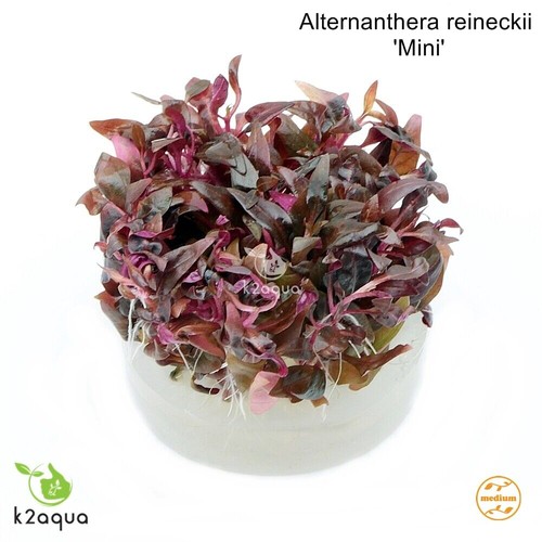 Live aquarium plants - aquarium,