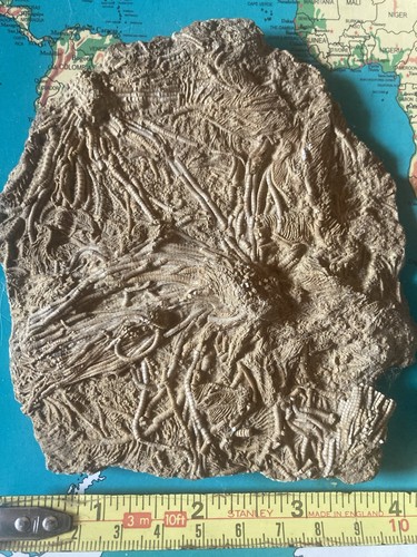 Ailsacrinus crinoid fossil - crinoid,