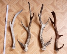 4 beautiful antler poles from