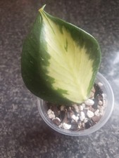 Hoya Polyneura Inner