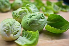 Brussels Sprouts Plug Plants