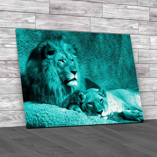 Wild lion and lioness relaxing - and,