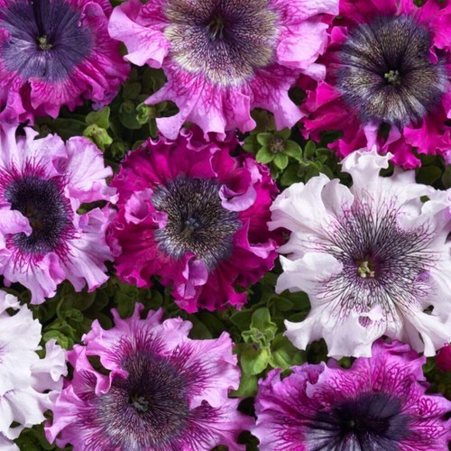 Petunia superbissima triumph - petunia,