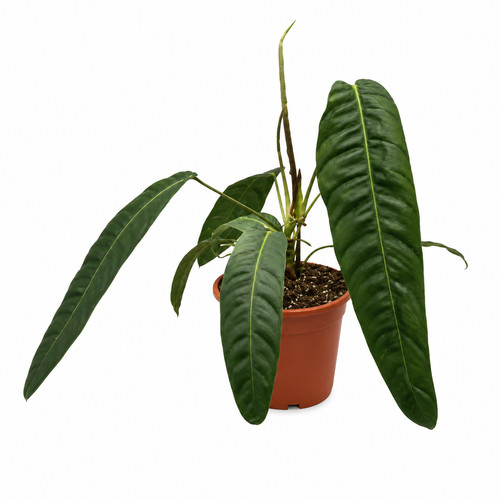 Philodendron patriciae x - philodendron, 'pp'