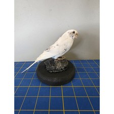 Fhyen2 - White Parakeet