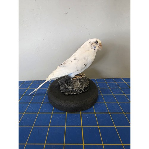 Fhyen2 white parakeet - white,