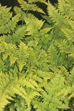 Dryopteris dilatata 'Crispa Whiteside' AGM