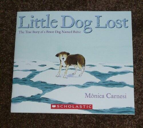 Little dog lost the - dog, true