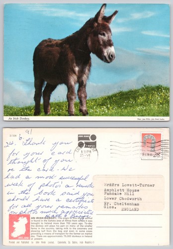 C41959 irish donkey - an,