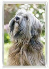 TIBETAN TERRIER DOG HEAD STUDY