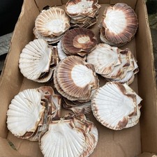 Shells 70 Large Lot Natural