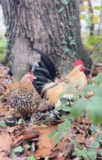 24x Mixed Poultry eggs Bantam
