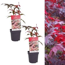 2 x Acer Atropurpureum Plants in 11cm Pots - Japanese Maple Plants
