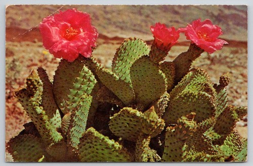 Postcard arizona magenta - arizona,