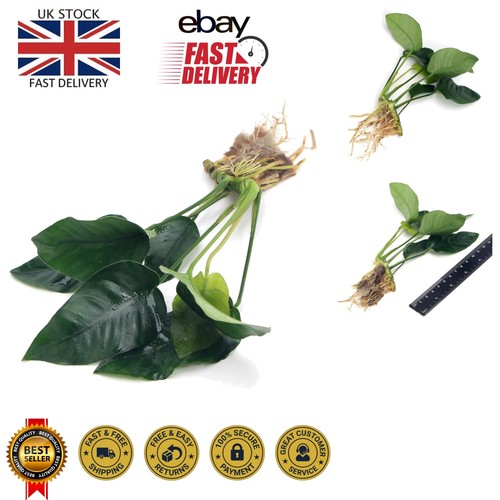 Anubias barteri var - anubias, low