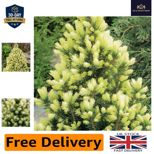 Fragrant picea glauca daisy - picea, 'daisy's